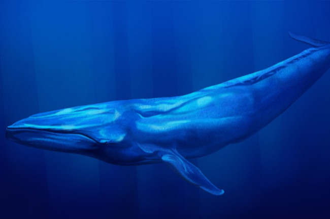 Blue Whale | AMdirac